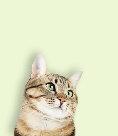 Hypertrophe Kardiomyopathie (HCM) bei der Katze