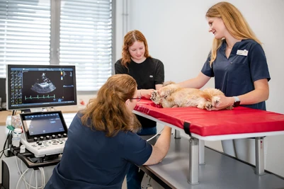 Kardiomyopathie bei Hund und Katze