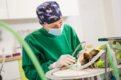 Zahnfrakturbehandlung