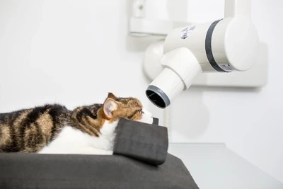 FORL bei Katzen – Wenn Zähne zur Schmerzquelle werden