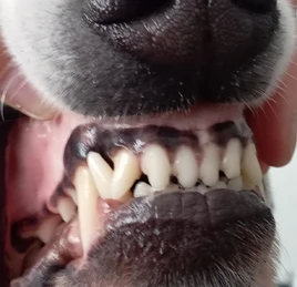 Professionelle Zahnreinigung bei Hund und Katze